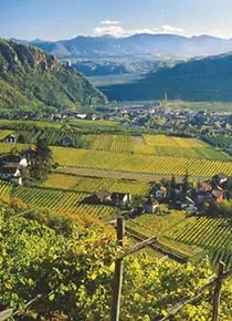 Weingut Südtirol