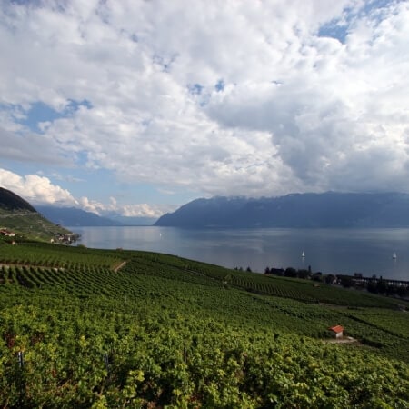 Weinproduzenten Schweiz