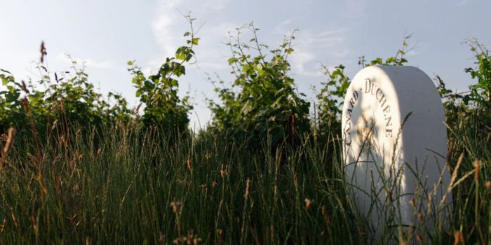 Canard Duchéne Weinberg