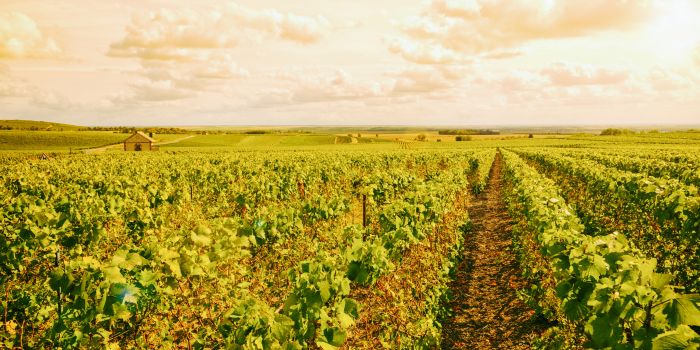 Reblandschaft in der Champagne
