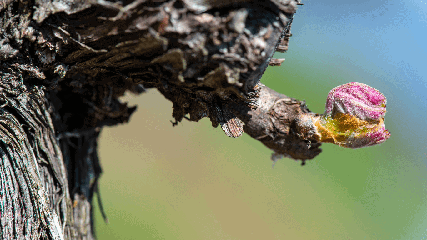 Frühlingserwachen im Rebberg